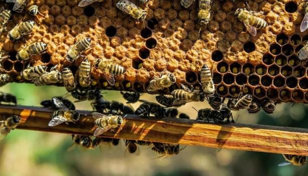 据报道，在西班牙拉帕尔马，蜜蜂在火山灰下存活数周